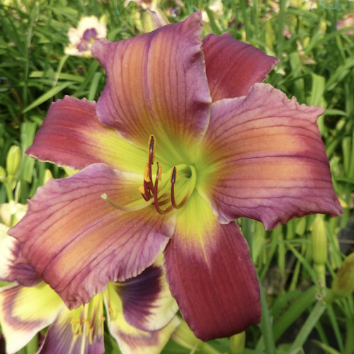 Luster Dragon - Sold Out